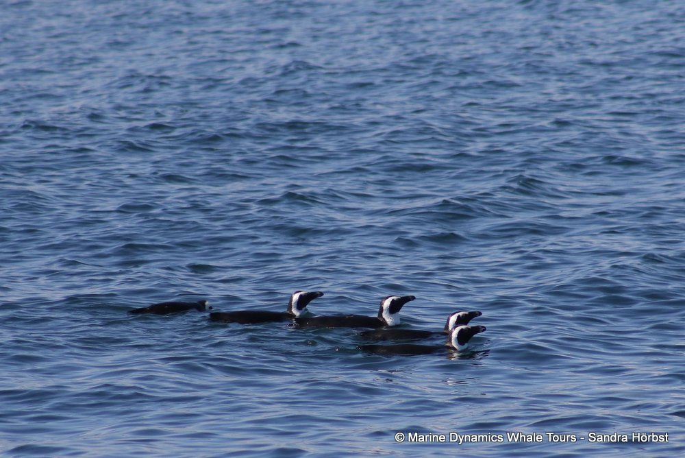 penguins, whale watching, gansbaai, south africa,