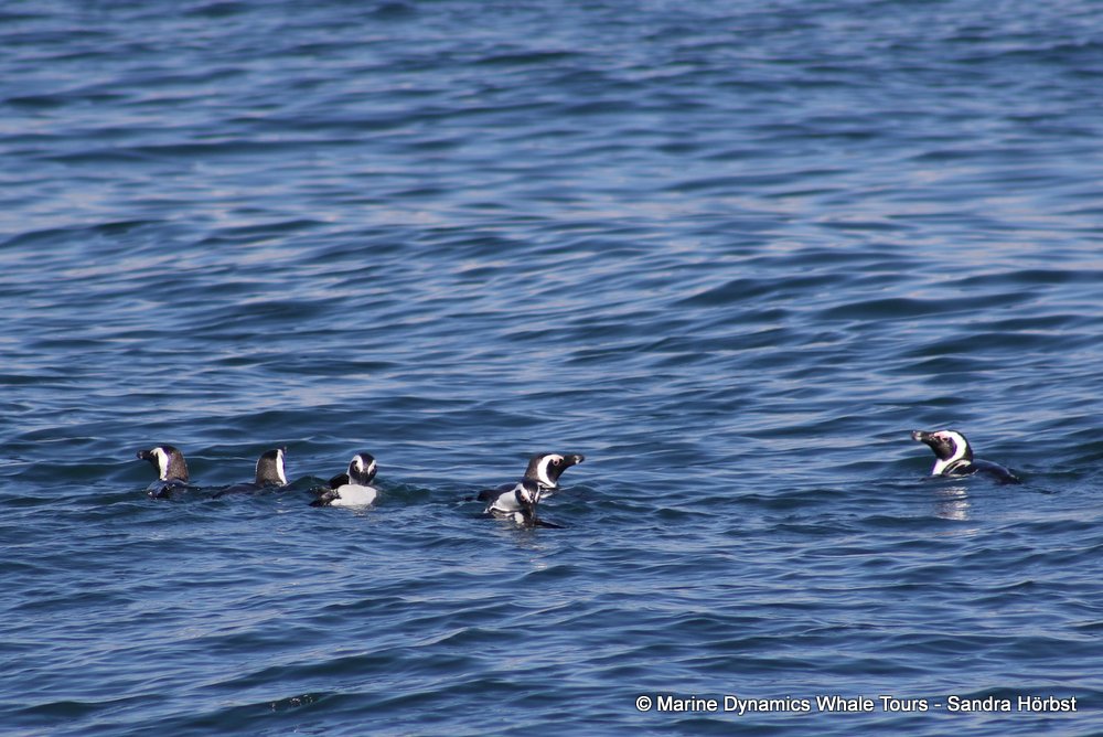 penguins, whale watching, gansbaai, south africa,