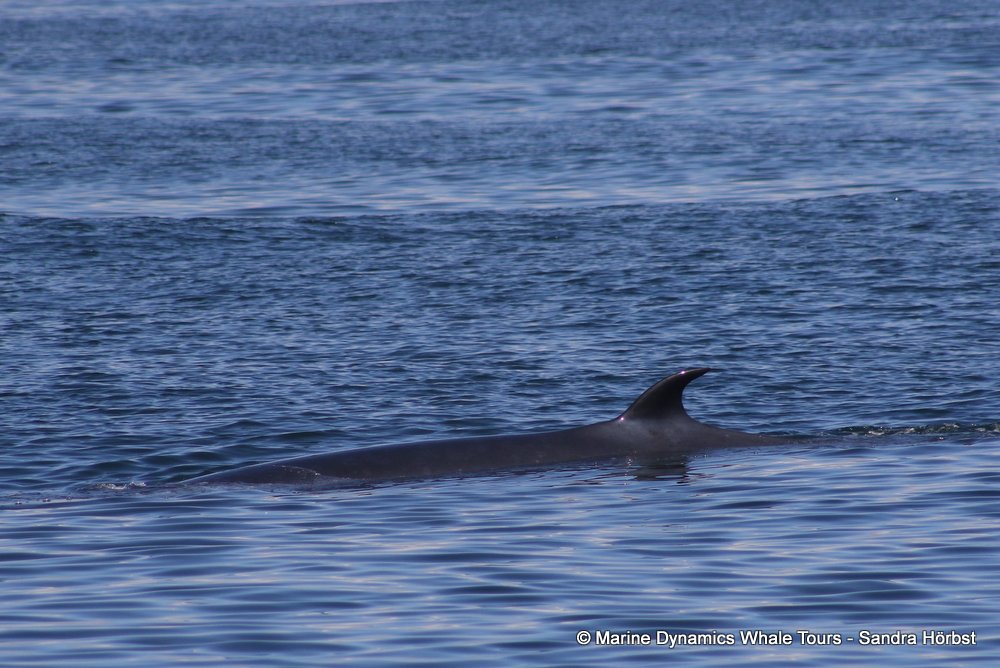 bryde's whale, whale watching, gansbaai, south africa,