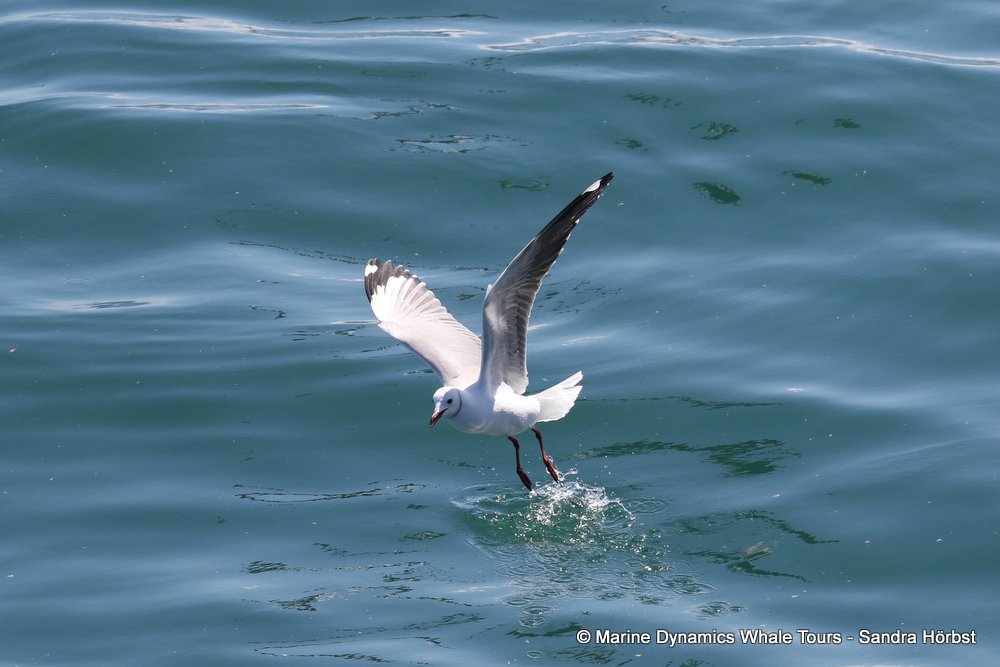 gull, whale watching, gansbaai, south africa,