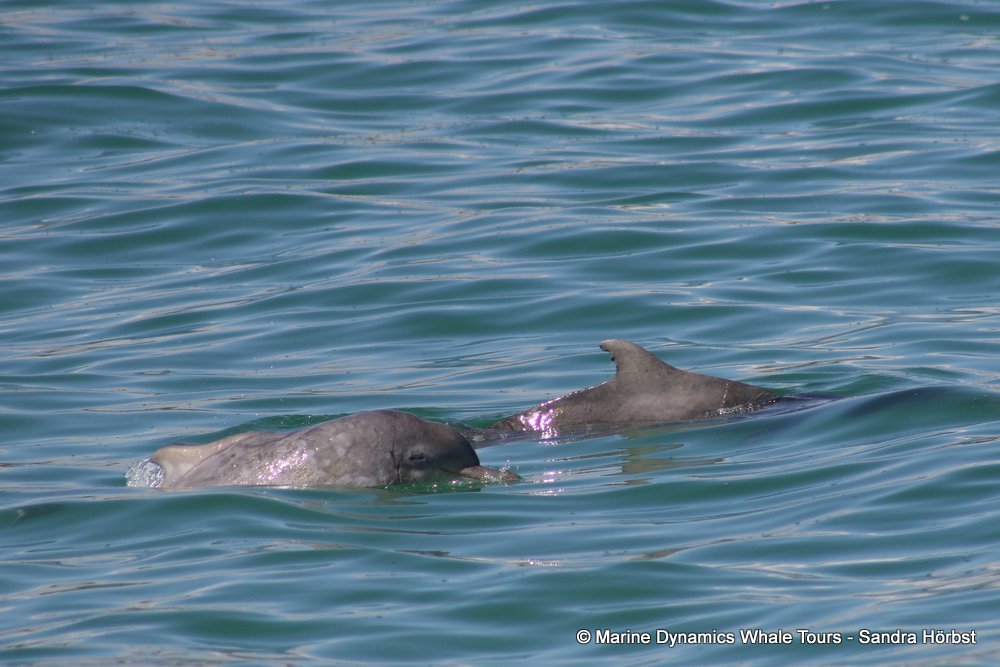 dolphin, whale watching, gansbaai, south africa,
