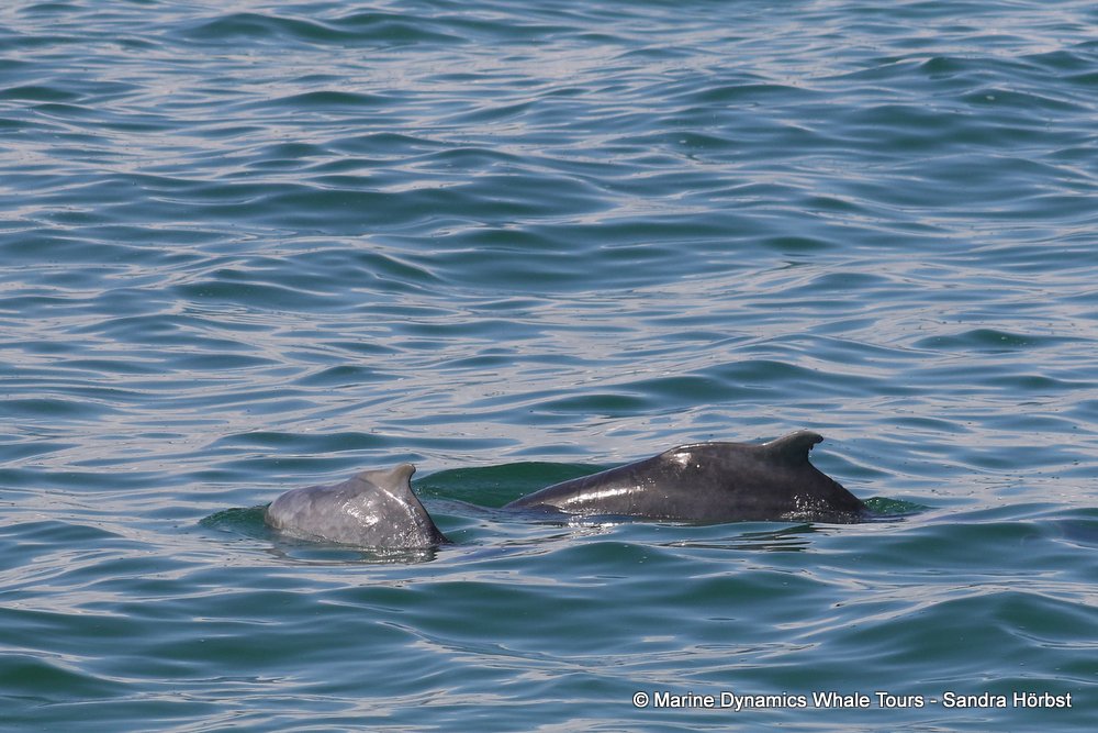 dolphin, whale watching, gansbaai, south africa,