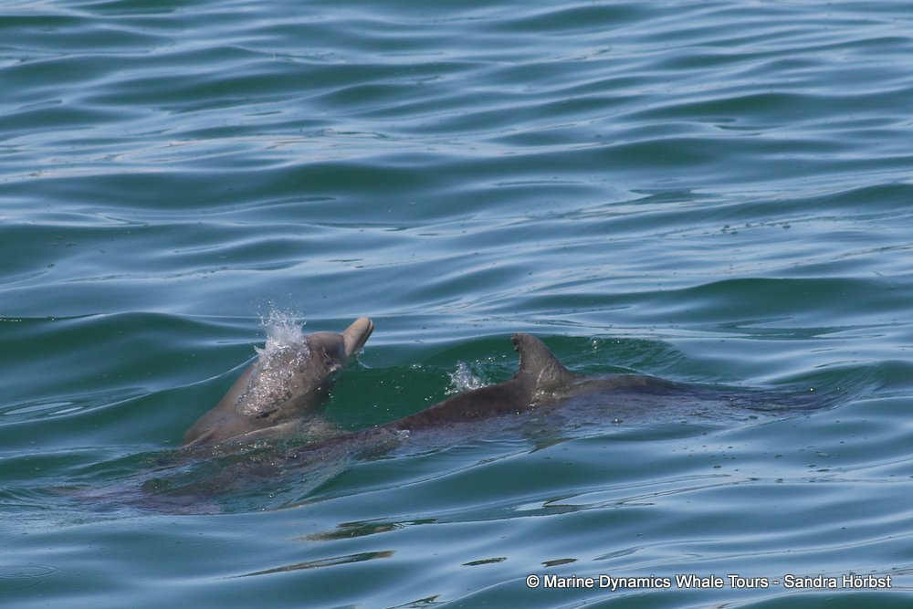 dolphin, whale watching, gansbaai, south africa,