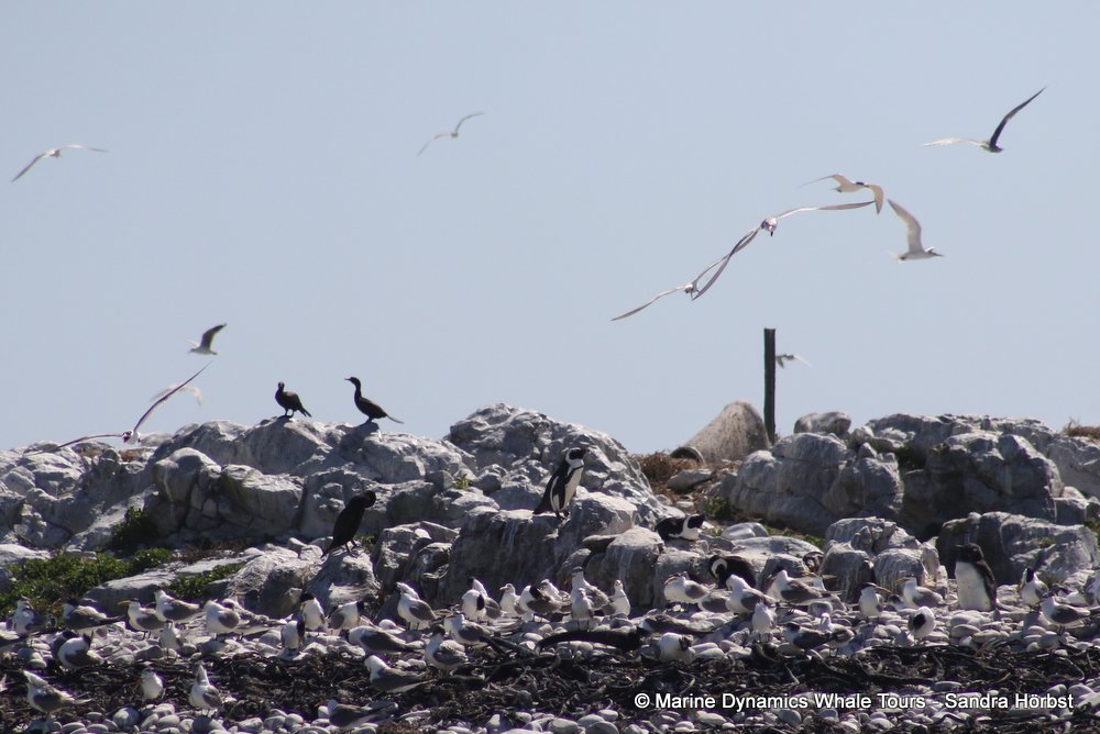 penguins, whale watching, gansbaai, south africa,