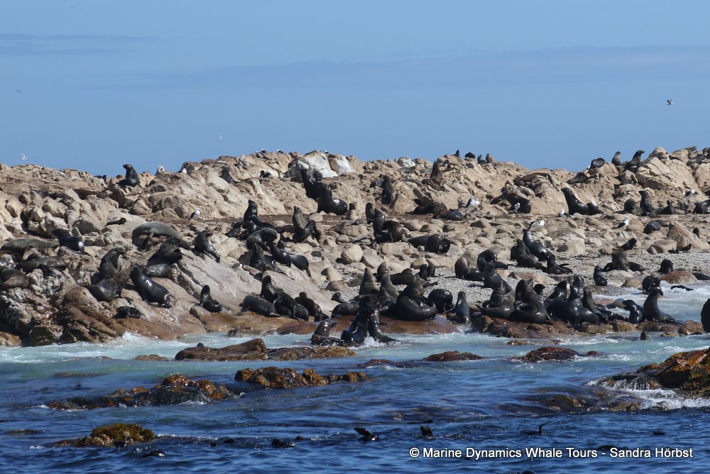 cape fur seal, whale watching, gansbaai, south africa