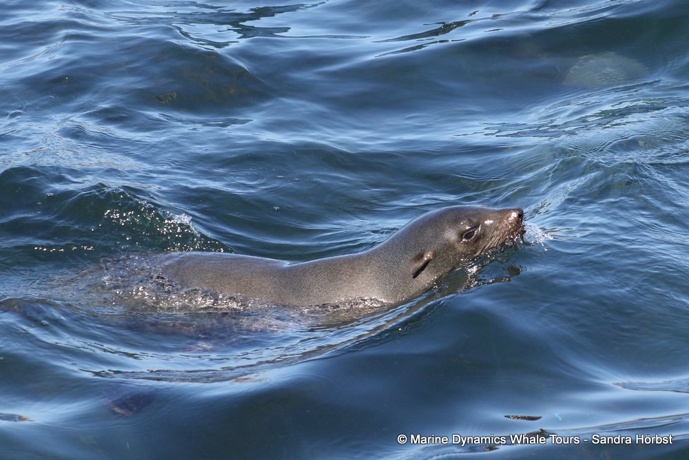 cape fur seal, whale watching, gansbaai, south africa