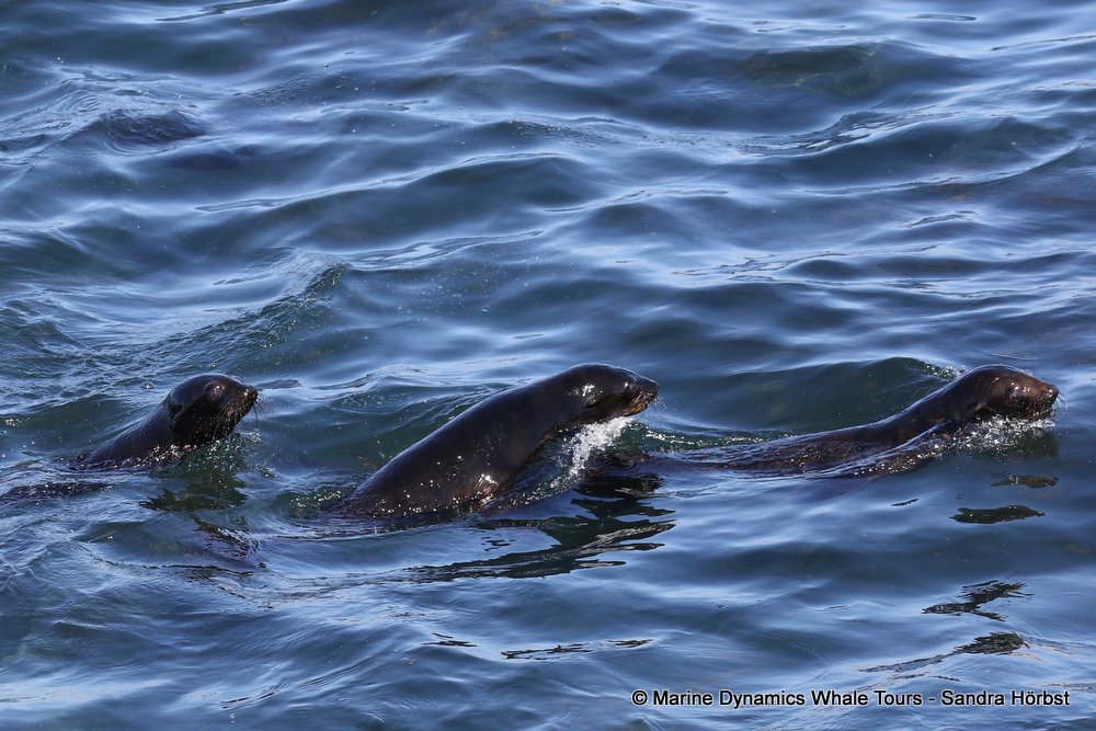 cape fur seal, whale watching, gansbaai, south africa