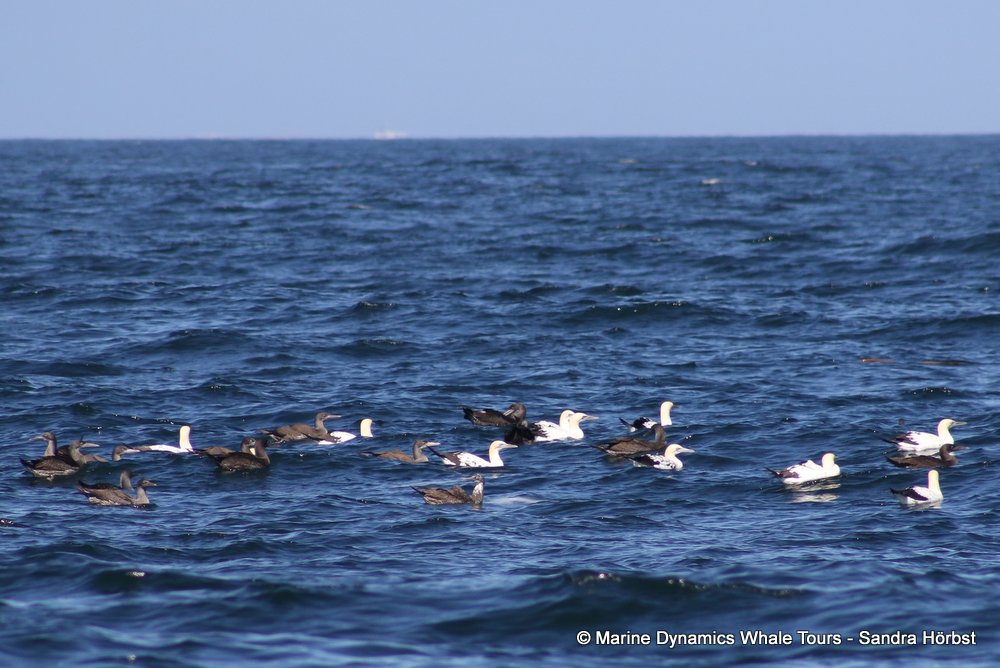 gannet,whale watching, gansbaai, south africa