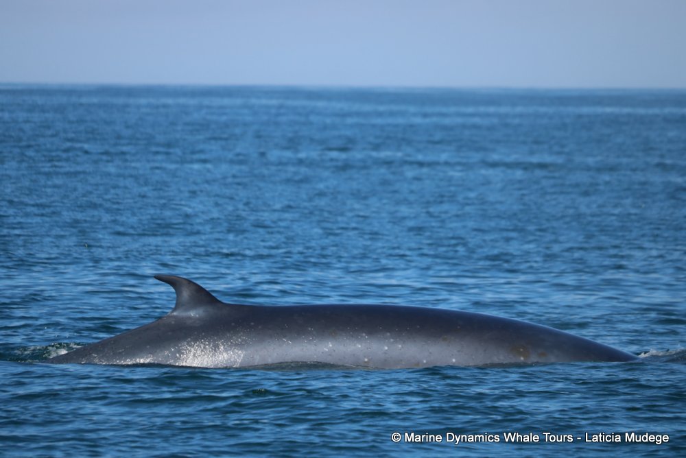 bryde's whale, whale watching, gansbaai, south africa,
