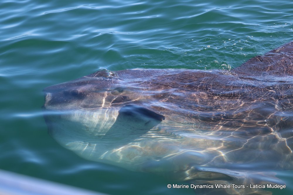 sunfish, whale watching, gansbaai, south africa