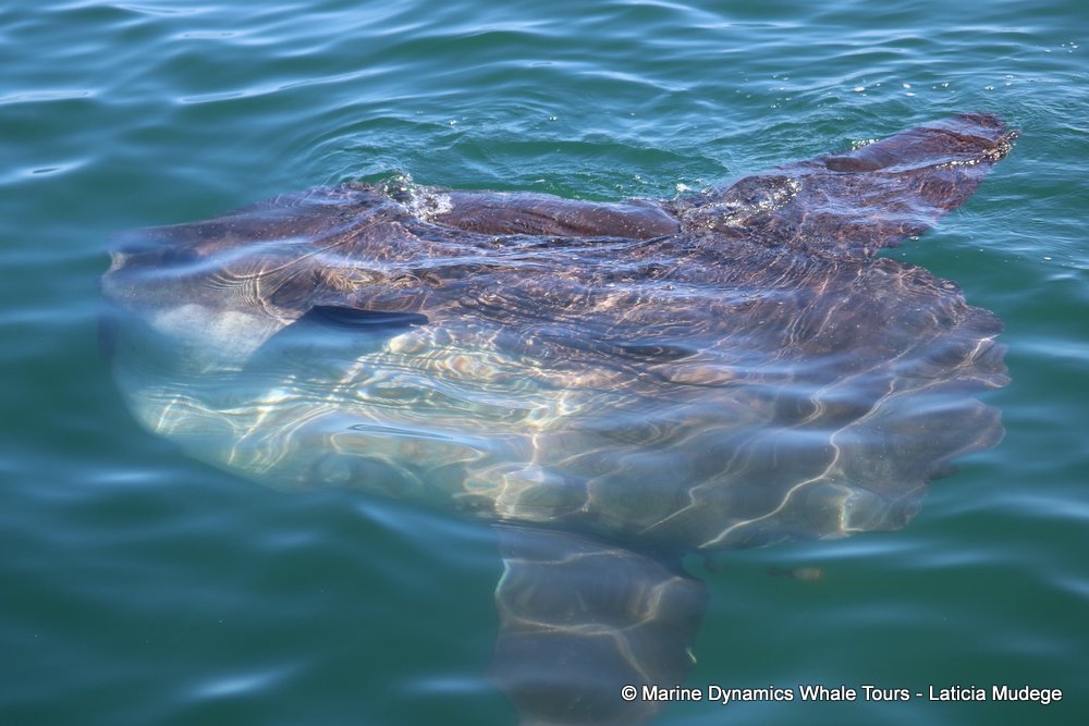 Marine Big 5 Daily Blog 1 April