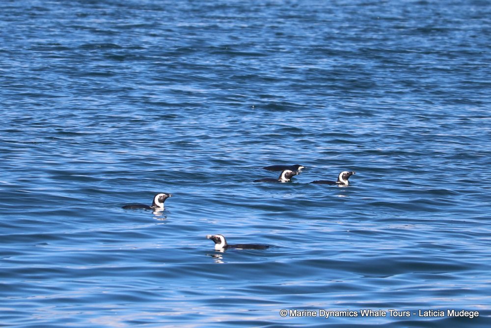 penguins, whale watching, gansbaai, south africa,