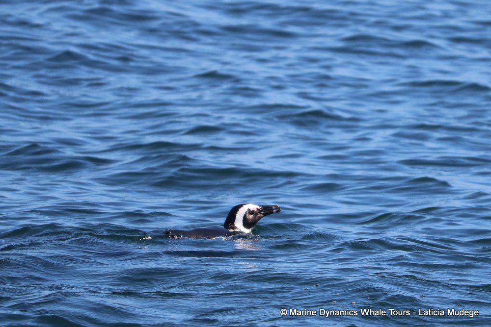penguins, whale watching, gansbaai, south africa,