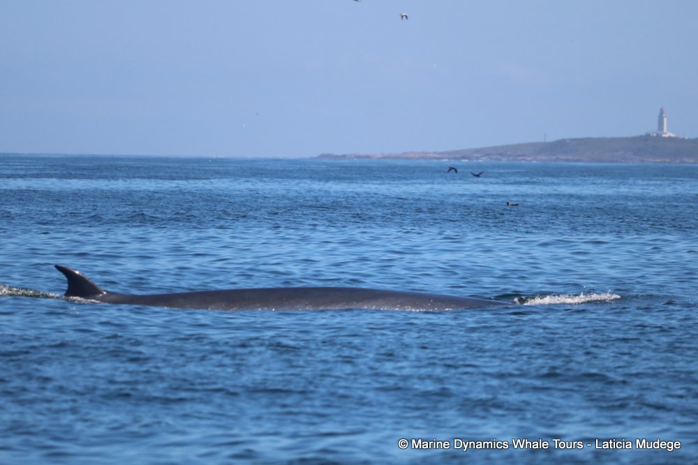 bryde's whale, whale watching, gansbaai, south africa,