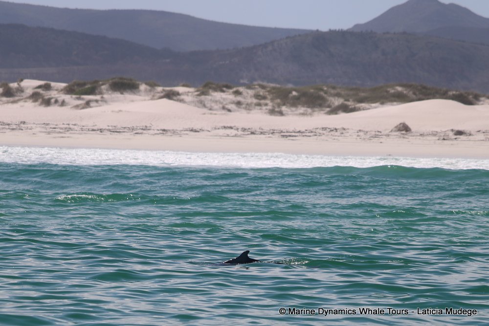 humpback dolphin, whale watching, gansbaai, south africa