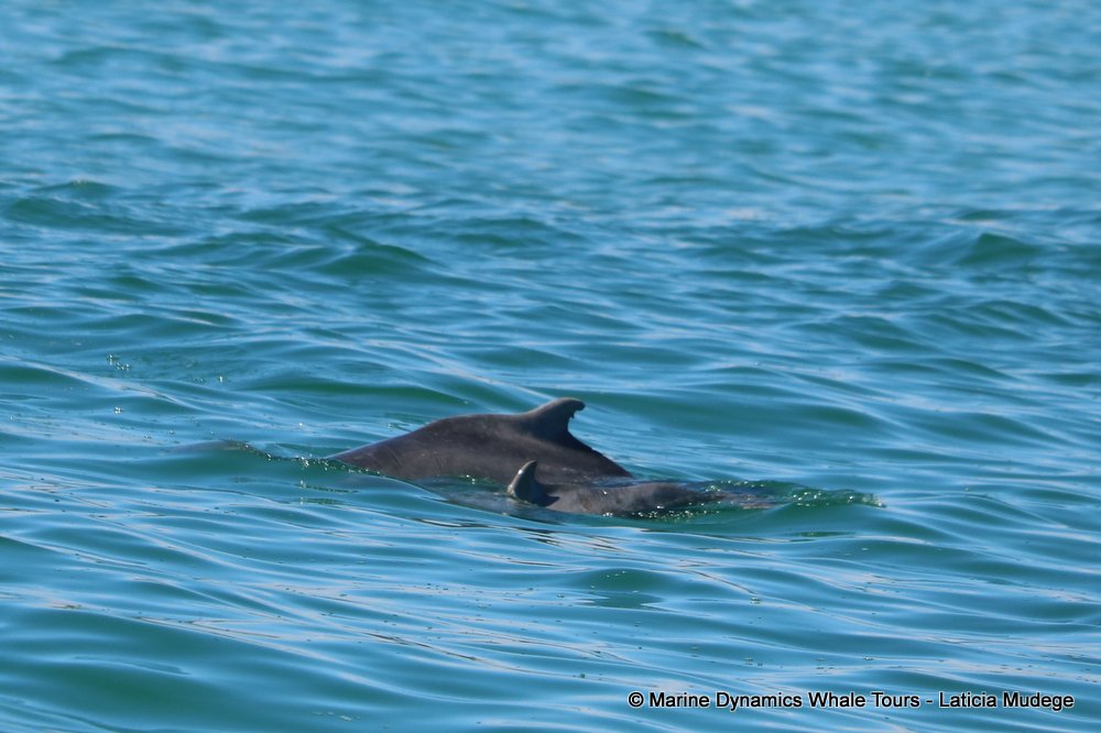 humpback dolphin, whale watching, gansbaai, south africa