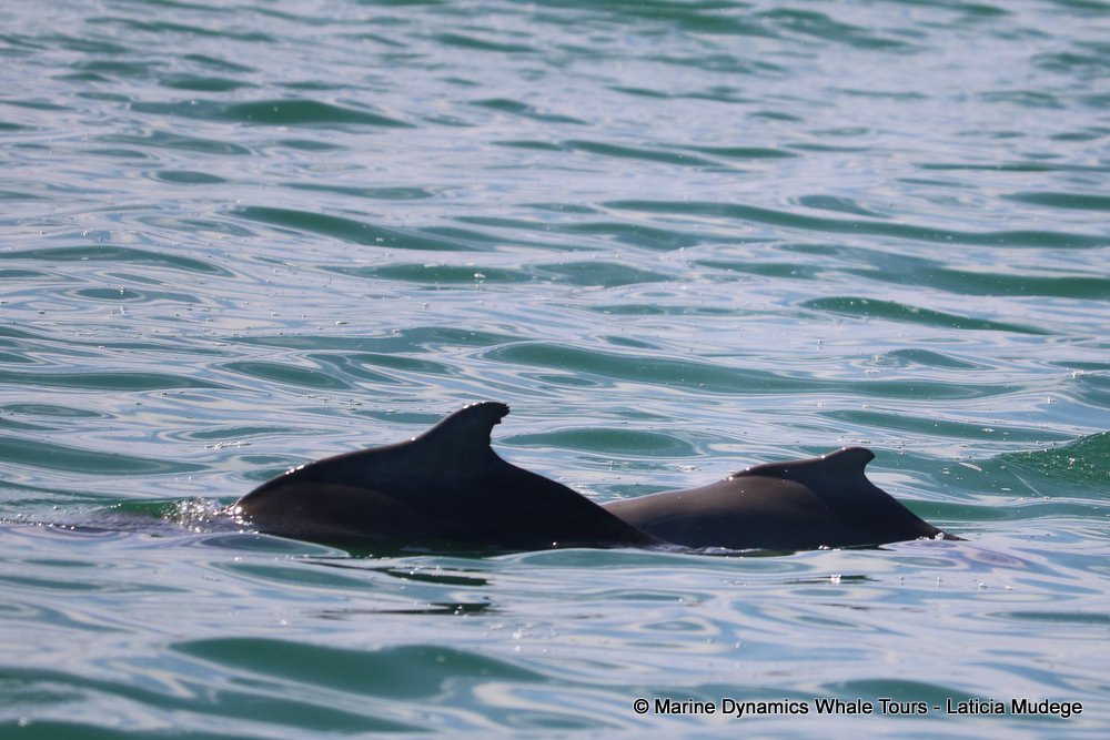 humpback dolphin, whale watching, gansbaai, south africa