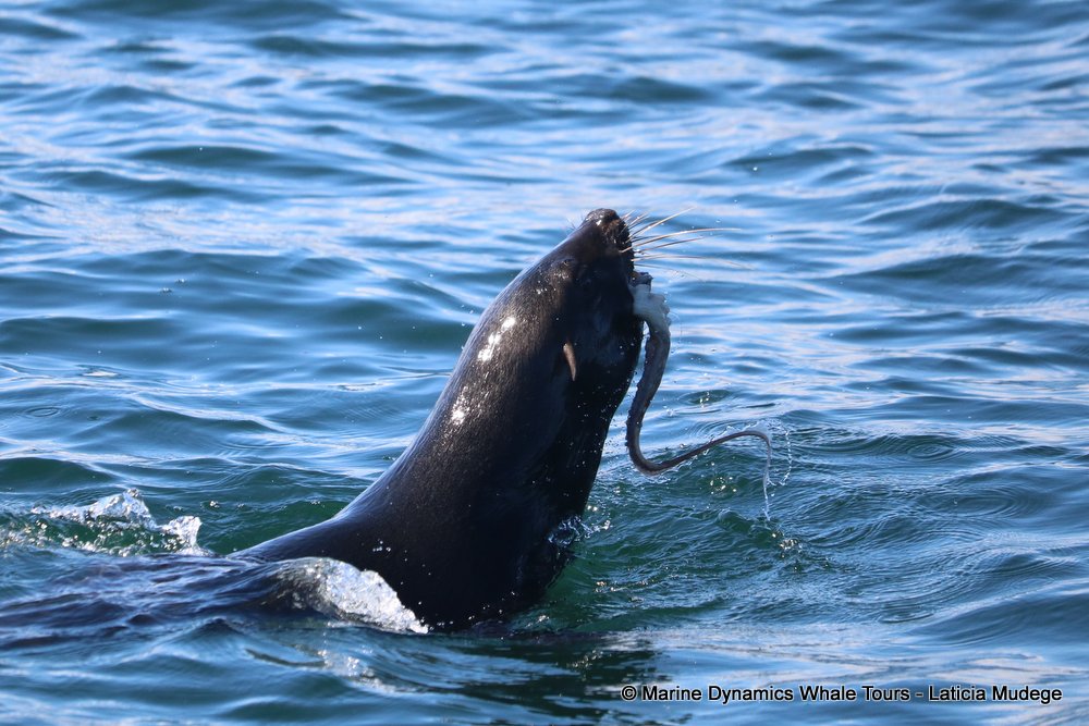 cape fur seal, whale watching, gansbaai, south africa
