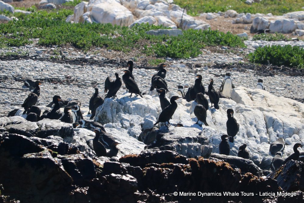 penguins, whale watching, gansbaai, south africa,