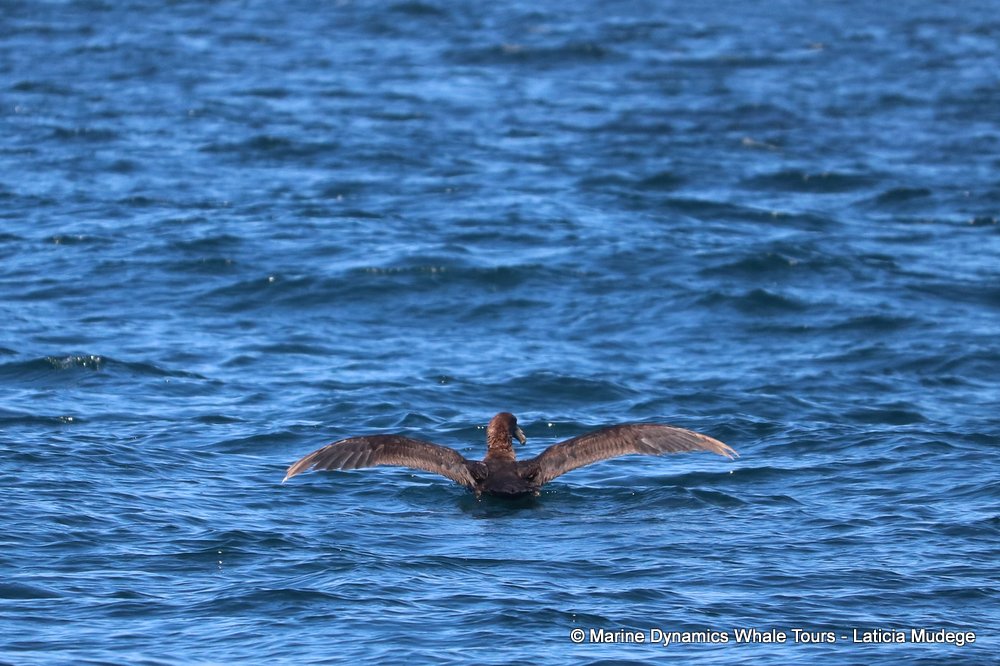 petrel, whale watching, gansbaai, south africa