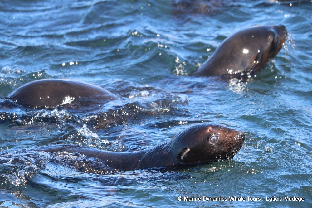 cape fur seal, whale watching, gansbaai, south africa