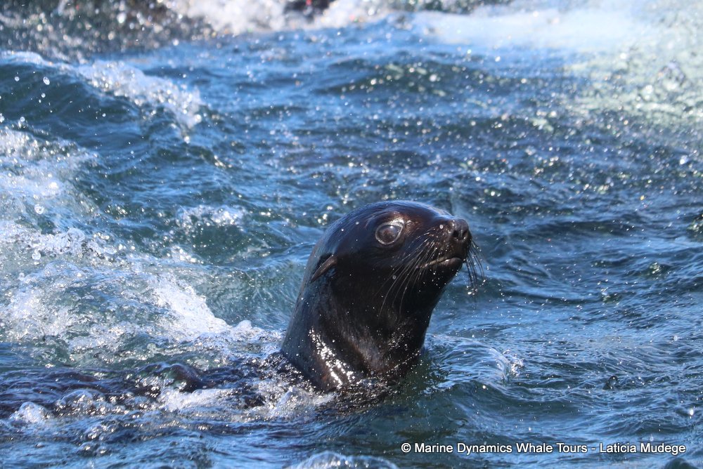 cape fur seal, whale watching, gansbaai, south africa