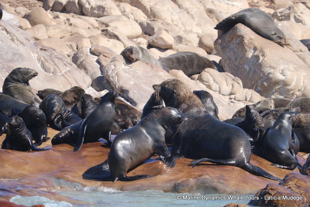 cape fur seal colony, whale watching, gansbaai, south africa,
