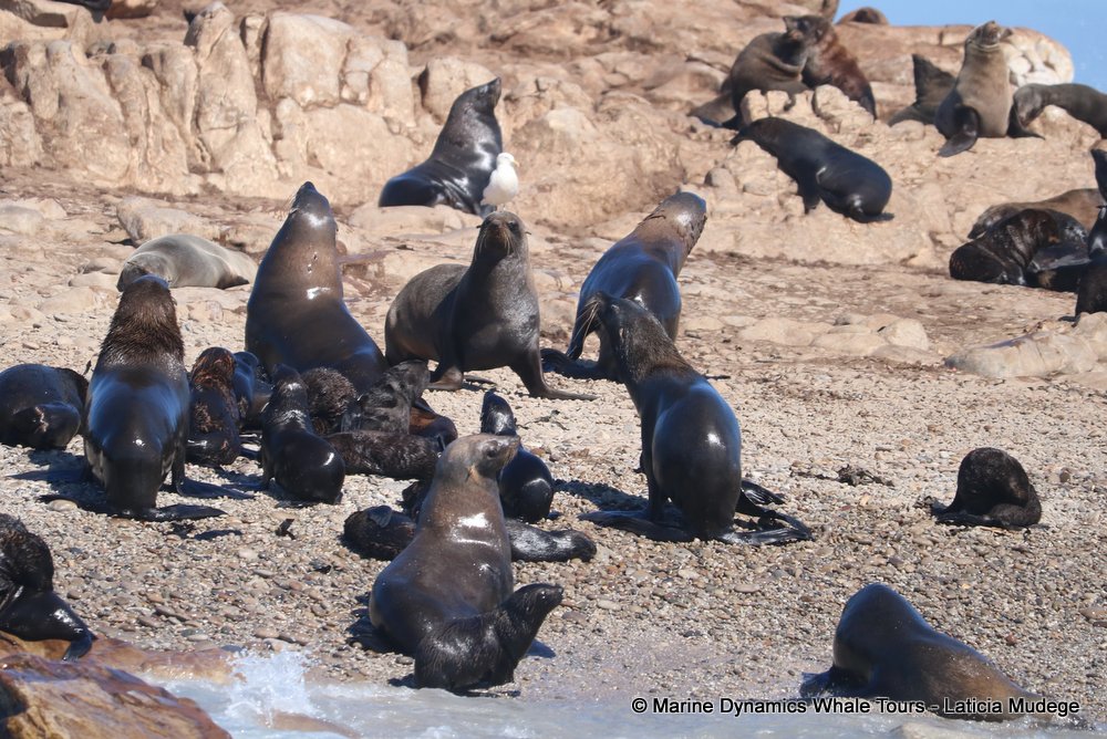 cape fur seal colony, whale watching, gansbaai, south africa,