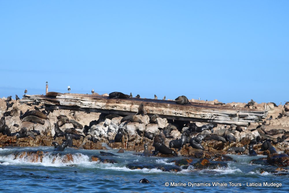 cape fur seal, whale watching, gansbaai, south africa