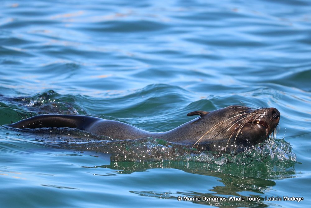cape fur seal, whale watching, gansbaai, south africa