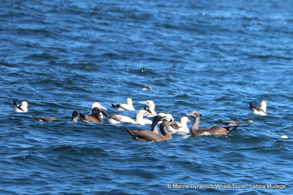 gannet,whale watching, gansbaai, south africa