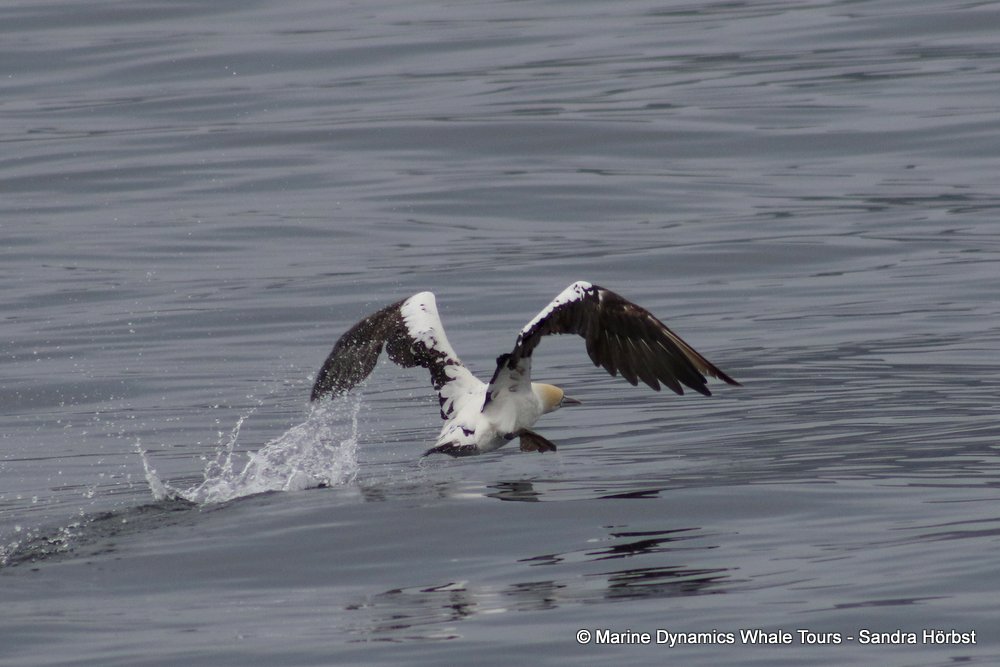 gannet,whale watching, gansbaai, south africa