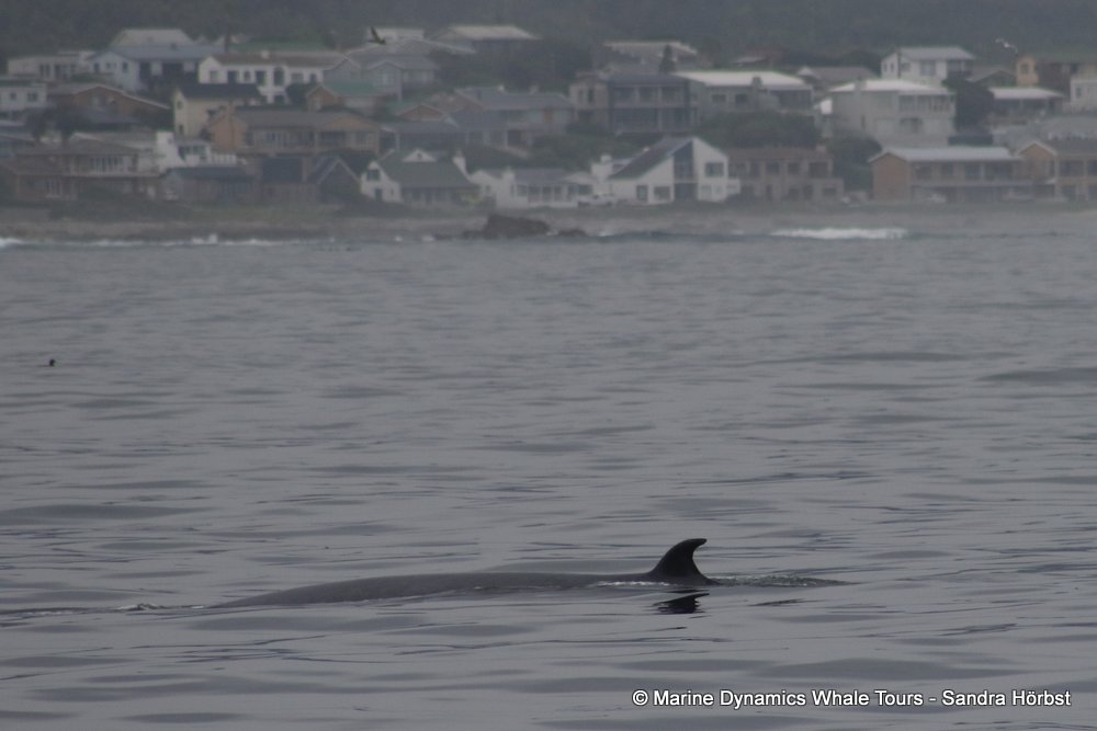 bryde's whale, whale watching, gansbaai, south africa,