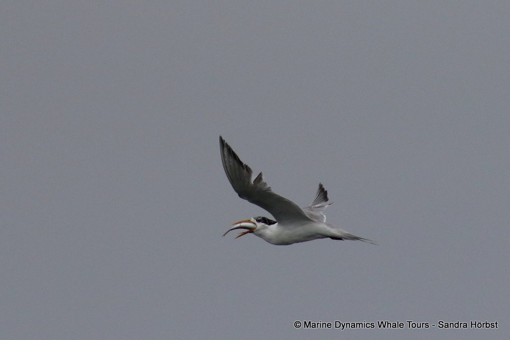 tern whale watching, gansbaai, south africa,