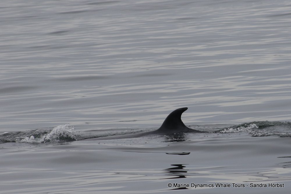 bryde's whale, whale watching, gansbaai, south africa,