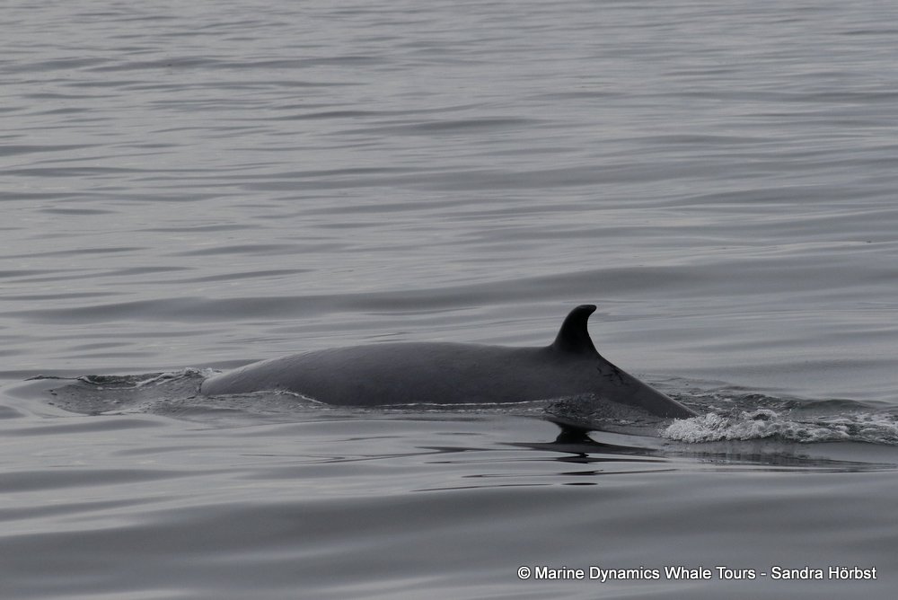 Brydes Whale, whale watching, gansbaai, south africa