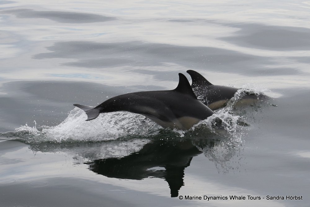 dolphin, whale watching, gansbaai, south africa,