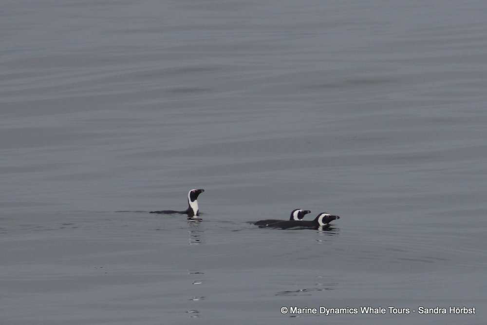 penguins, whale watching, gansbaai, south africa,
