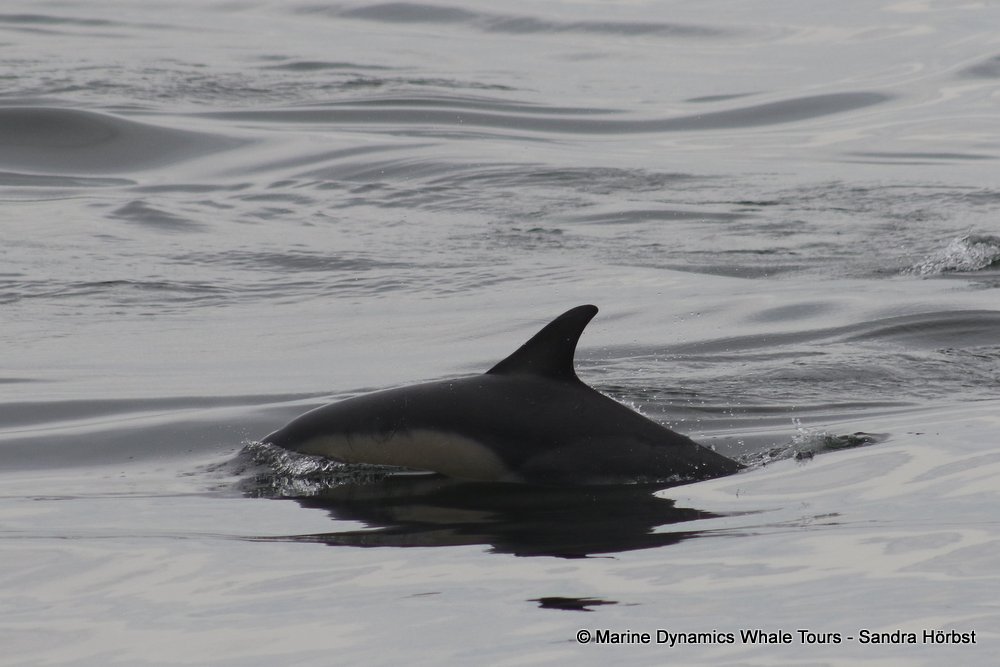 dolphin, whale watching, gansbaai, south africa,
