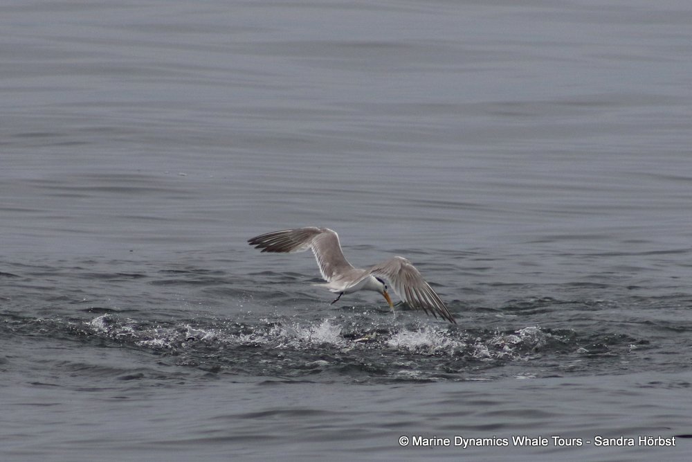 tern whale watching, gansbaai, south africa,