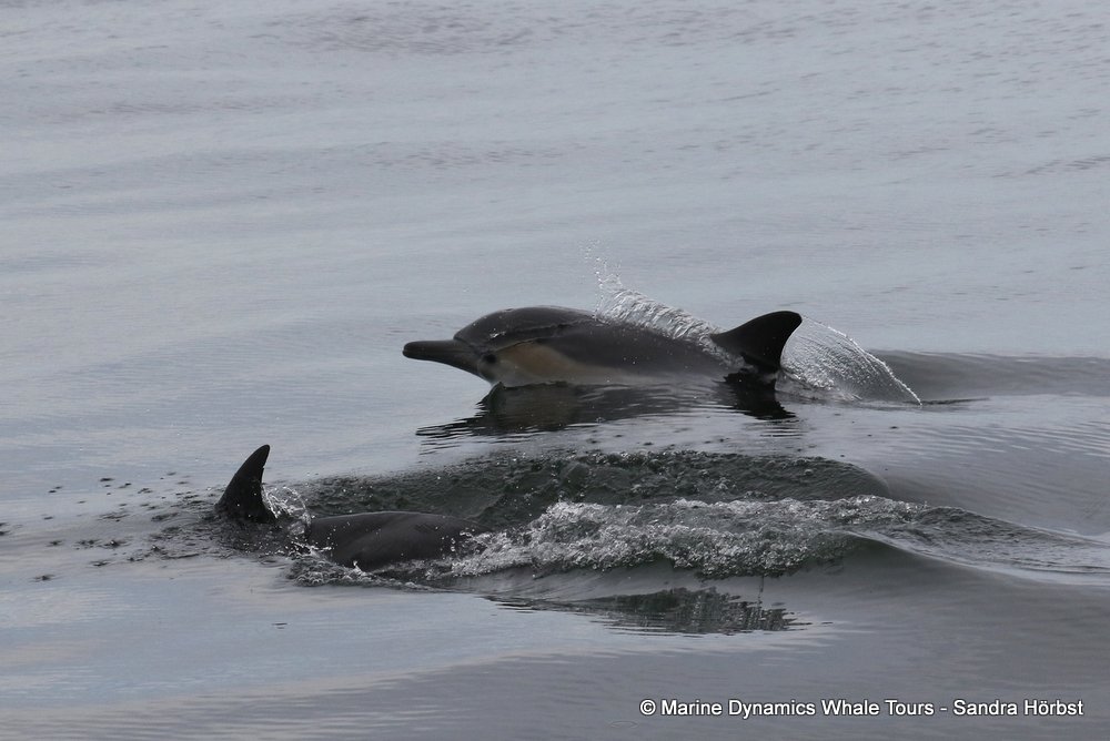 dolphin, whale watching, gansbaai, south africa,