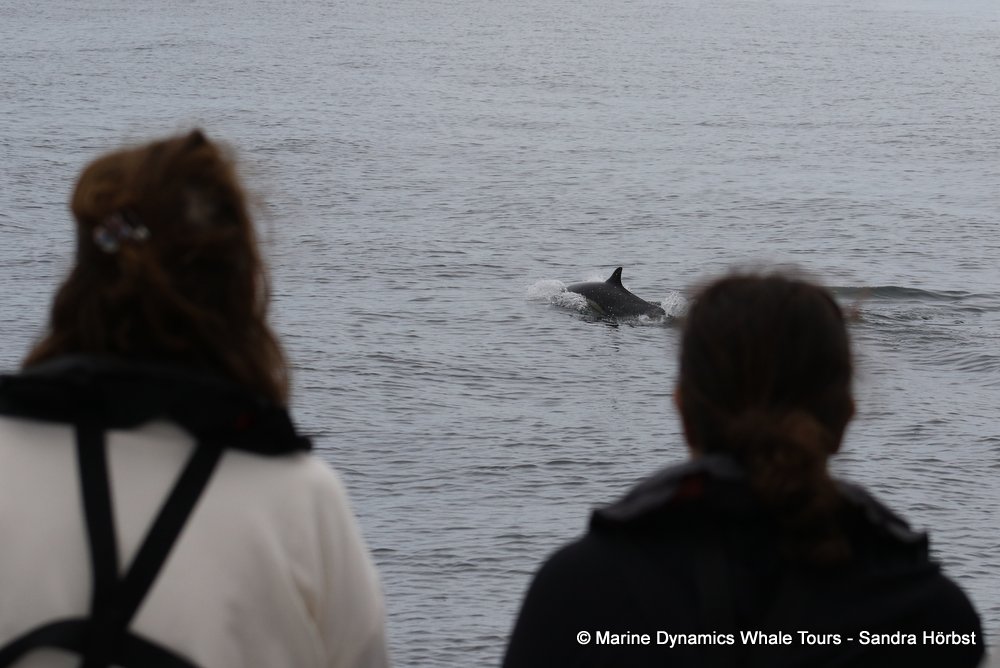 dolphin, whale watching, gansbaai, south africa,