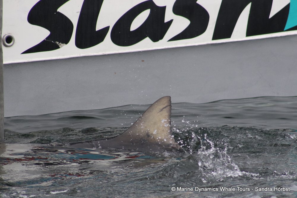 bronze whaler shark, whale watching, gansbaai, south africa,