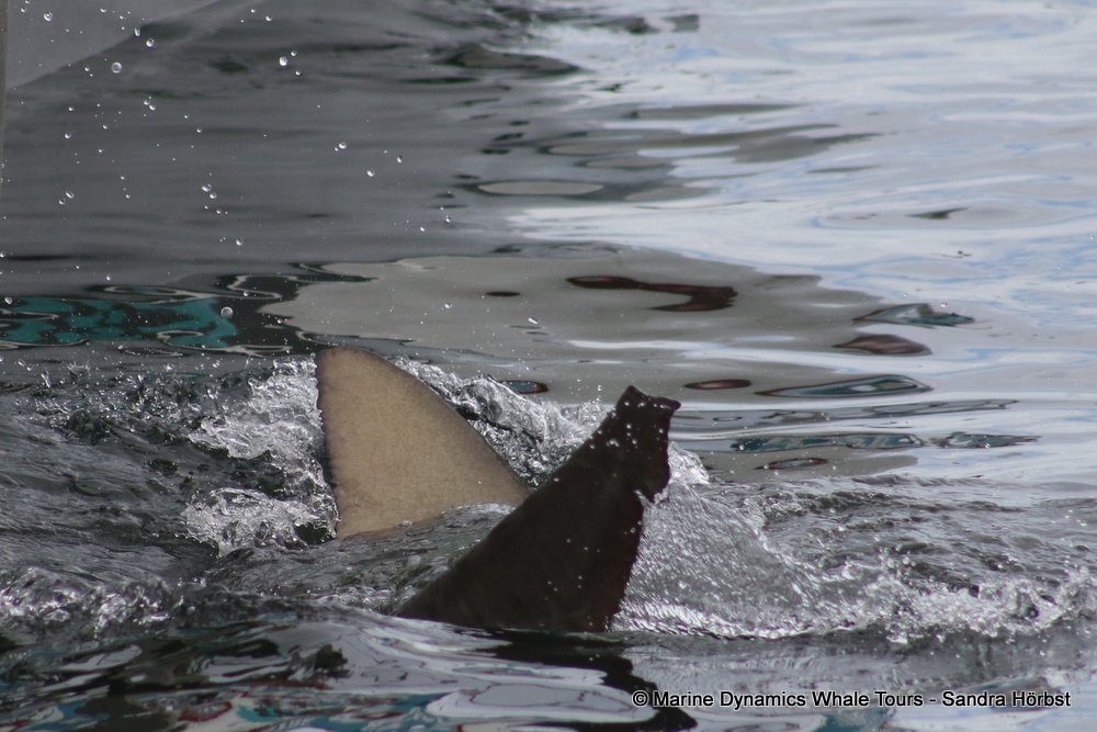 bronze whaler shark, whale watching, gansbaai, south africa,