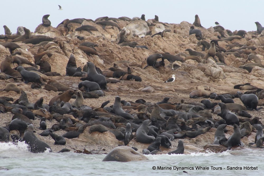 cape fur seal, whale watching, gansbaai, south africa