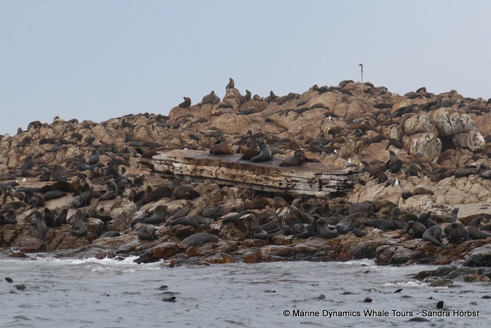 cape fur seal, whale watching, gansbaai, south africa