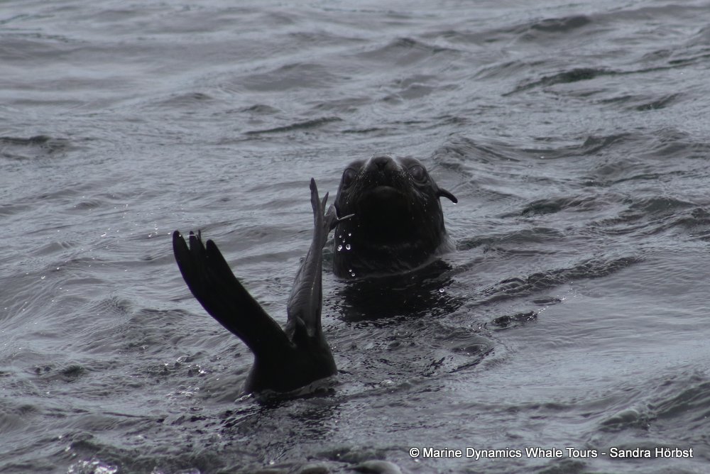 cape fur seal, whale watching, gansbaai, south africa