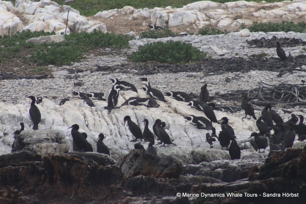 penguins, whale watching, gansbaai, south africa,