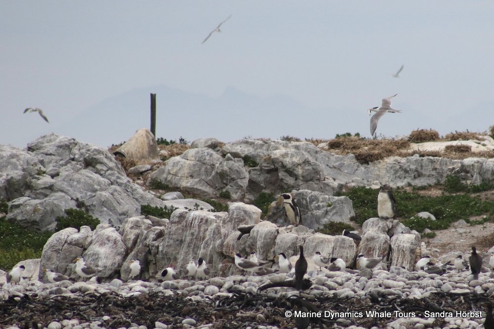 dyer island, whale watching, gansbaai, south africa,