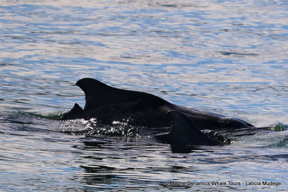 humpback dolphin, whale watching, gansbaai, south africa